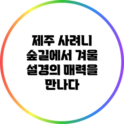 제주 사려니 숲길에서 겨울 설경의 매력을 만나다